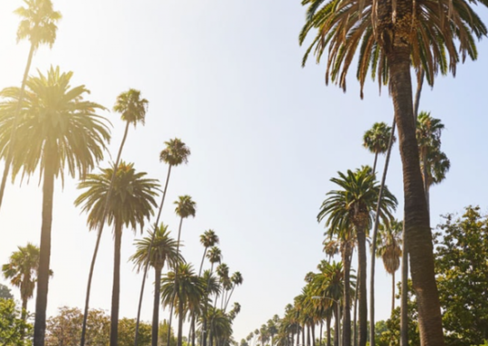 Los Angeles Los Angeles Real Estate - Steve Davis, Sales Representative
